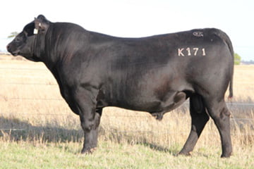 Black Angus Bushranger K171