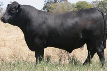 Black Angus Kylies Date D139