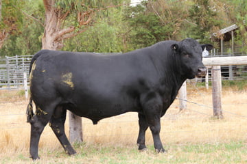 Black Angus Jesse James P317