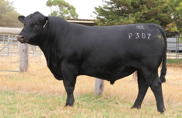 Black Angus Selwood P387