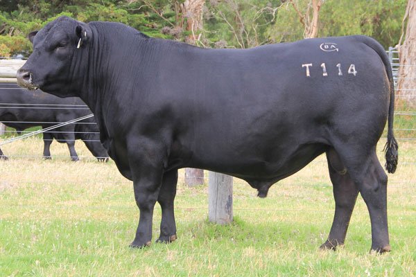 Black Angus 38 Special T114