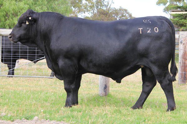 Black Angus 38 Special T20